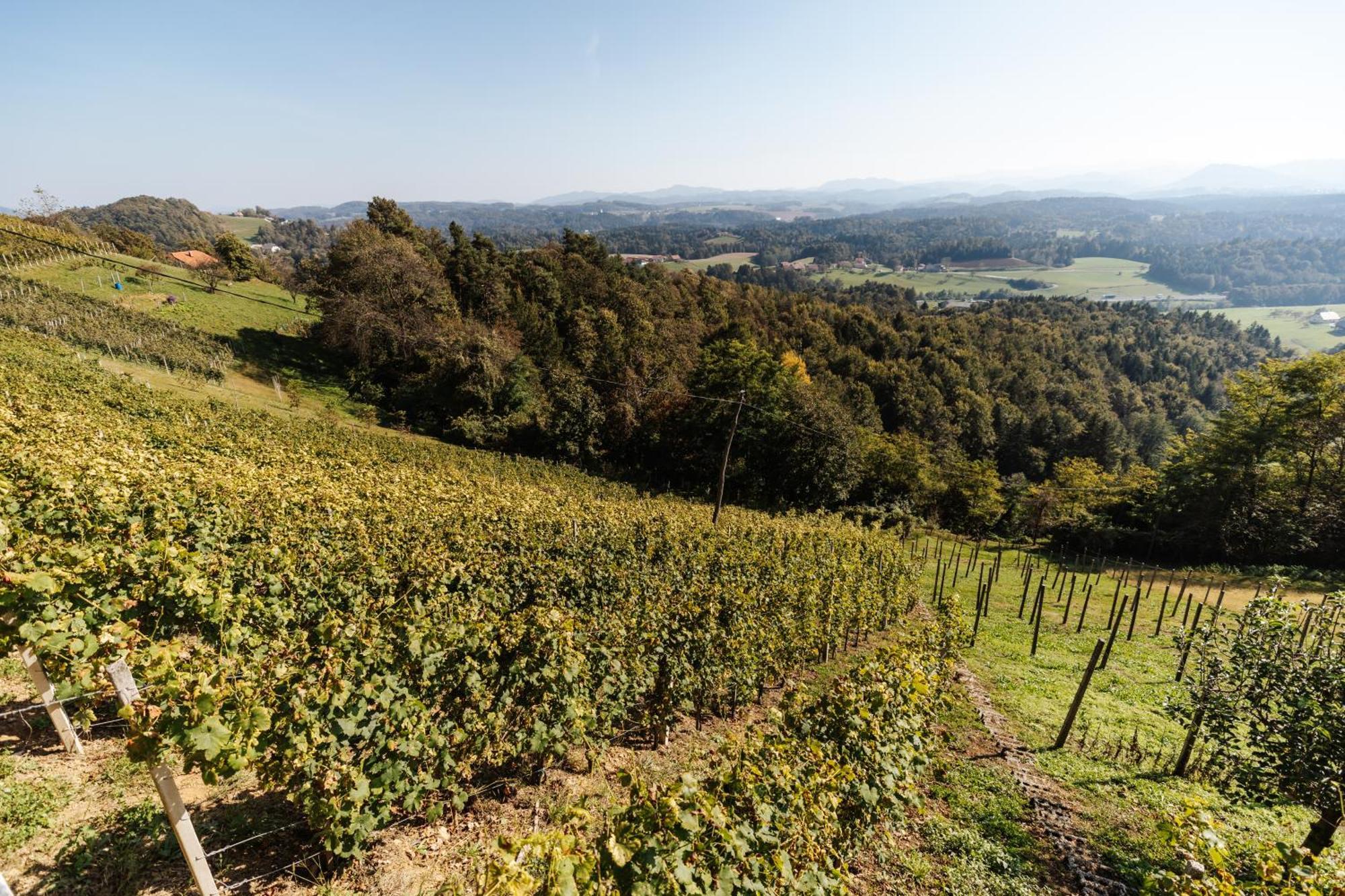 Vineyard Paradise Senica Dramlje 外观 照片